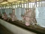 TAILANDIA: LA CRIA DE CERDOS UNA ACTIVIDAD TRADICIONAL