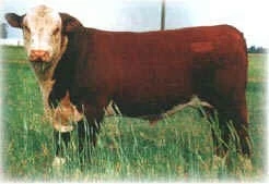 EXIGEN IDENTIFICACION DE GANADO BOVINO