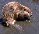 CARNE DE CASTOR:SE PUDO DEGUSTAR EN “USHUAIA A FUEGO LENTO”