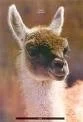 SE VIENE LA 2º FERIA DE LA LLAMA EN JUJUY