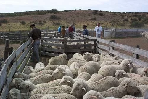 NUEVOS CREDITOS PARA PRODUCTORES DE OVINOS