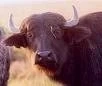 ESPECIAL EXPOAGRO: BUFALOS
