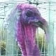 PAVOS BLANCOS DE PECHUGA ANCHA