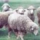 CARNE OVINA: MÁS DE 13 MILLONES DE DÓLARES EN EXPORTACIONES ENTRE ENERO Y JULIO DE 2004