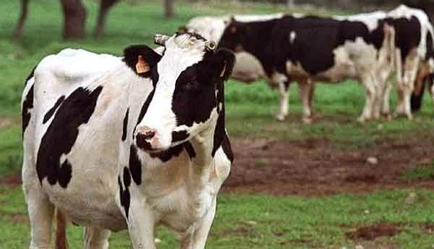 II GIRA GANADERA PRODUCCIÓN LECHERA EFICIENTE EN ARGENTINA