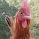 ALERTA SOBRE LA "FIEBRE DEL POLLO"