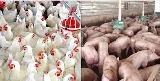 LAS AGROINDUSTRIAS AVÍCOLA Y PORCINA SIGUEN AFRONTANDO LA CRISIS, MIENTRAS BUSCAN LAS OPORTUNIDADE