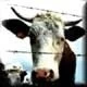 VACA LOCA EN CANADÁ