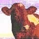 DOS NUEVOS CASOS EN ASTURIAS DE VACAS INFECTADAS DE <i>EBB</b>