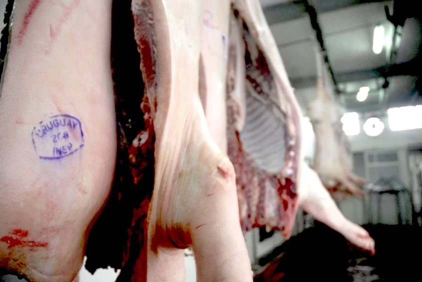 URUGUAY: AUMENTA MÁS DE UN 10% LA VENTA DE CARNE DE CERDO