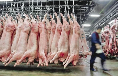 ARGENTINA: LA PRODUCCIÓN DE CARNE PORCINA ALCANZÓ SU MÁXIMO HISTÓRICO