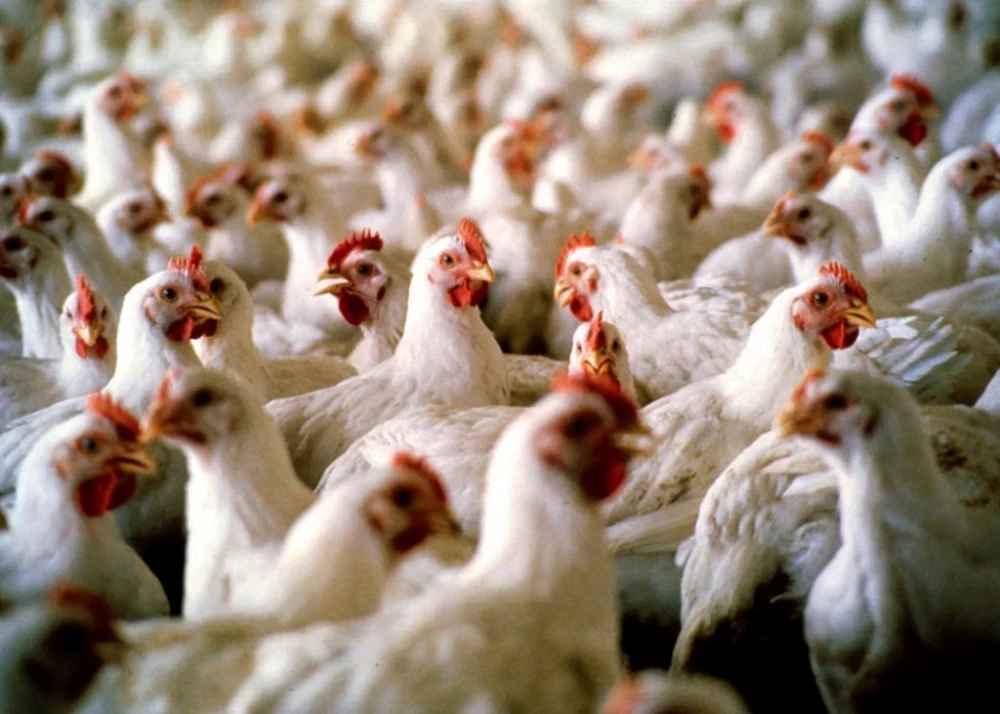 EL USDA PREVÉ CRECIMIENTO EN LA PRODUCCIÓN AVÍCOLA HASTA 2025
