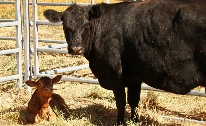 SOLUCIÓN SUSTENTABLE PARA EL TRATAMIENTO DE EFLUENTES DE LA INDUSTRIA BOVINA