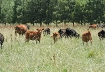 ASÍ ES EL CAMBIO DE SISTEMA DE ENGORDE BOVINO EN ARGENTINA