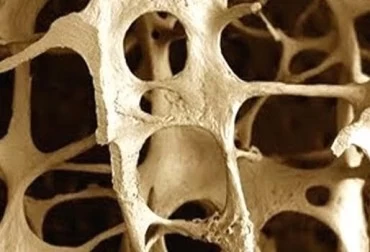 HUESOS HUMANOS SE REGENERARÁN CON COLÁGENO BOVINO