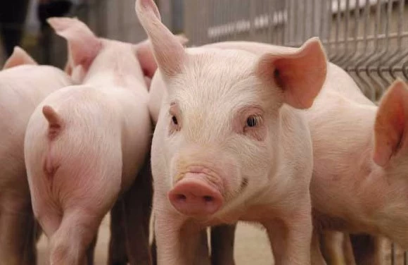 XIIIº CONGRESO NACIONAL DE PRODUCCIÓN PORCINA XIX, JORNADAS DE ACTUALIZACIÓN PORCINA Y VIIIº CONGRES