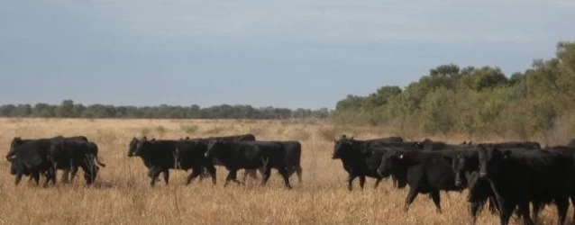 ARGENTINA: EN 9 DÍAS COMIENZA A REGIR EL NUEVO REGISTRO NACIONAL PARA FRIGORÍFICOS