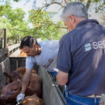 Senasa inicia la primera campaña anual 2024 de vacunación contra la fiebre aftosa