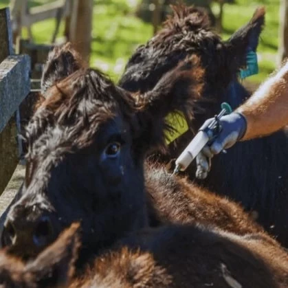 La vacuna contra la Diarrea Viral Bovina redujo la mortalidad y aumentó la preñez