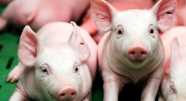 ARGENTINA: SE DUPLICÓ PRODUCCIÓN PORCINA EN DIEZ AÑOS