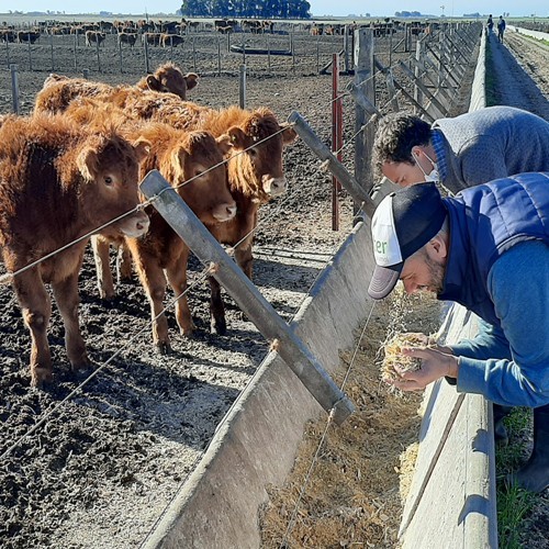 Bioter desarrolló un programa para detectar almidón en bosta en los feedlots